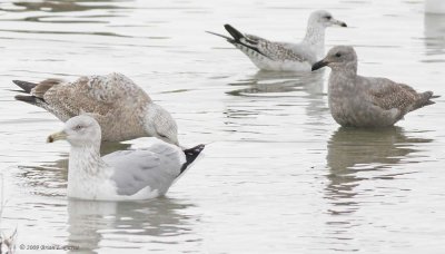 Gulls, Terns, and Skimmers (Laridae)