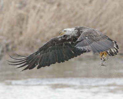 Eagles (Accipitridae)