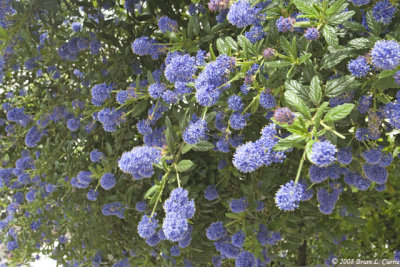 IMG_0698 Blue Flowers along the street.jpg