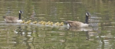 Birds of Europe