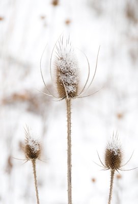 20090112_141906DSC_6774.jpg