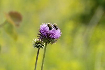 DSC_2620.jpg