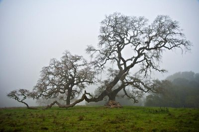 2008-02-17 Mt Burdell-3-Edit.jpg