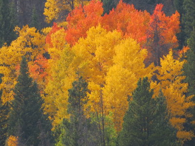 Colorado Fall Foliage - 2012