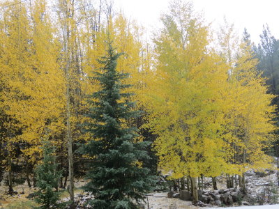 Rocky Mountain National Park Fall Foliage 2012