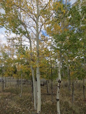 Harvest Moon_9-30-2012 068.JPG