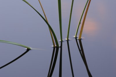 Reeds in Morning.JPG