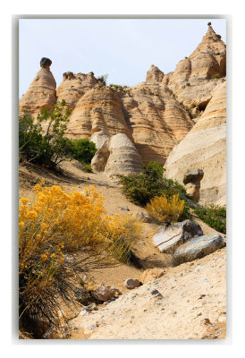 Tent Rocks Flower.jpg