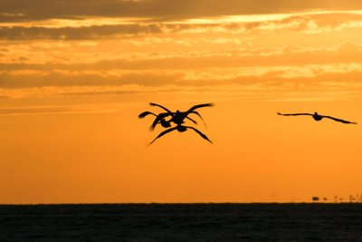 Birds at Sunset.jpg