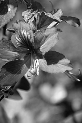 bw_flowers_and_leaves