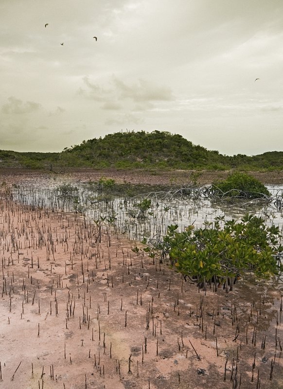 Chalk Sound Wetlands