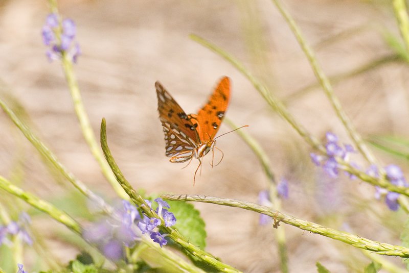 _DSC8594.jpg