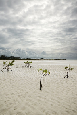 Coastal Cay at Frenchman's Creek