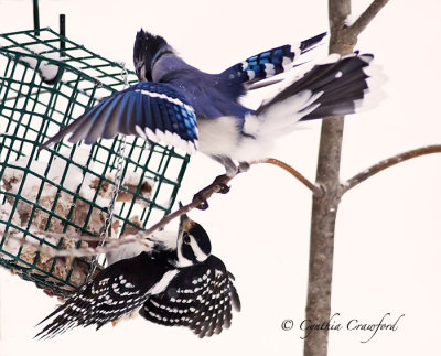 Blue Jay and Hairy Woodpecker-Suet Wars!