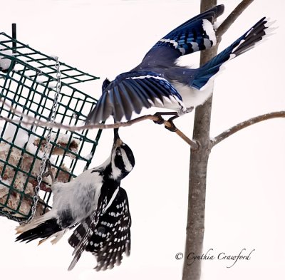 Blue Jay and Hairy contact