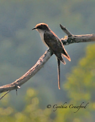 Black-Billed Cuckoo in Vermont (1997)