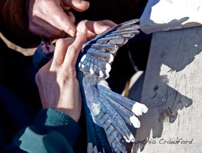 Blue Jay feather inspection