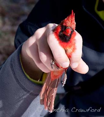 Cardinal-hello-ready to fly