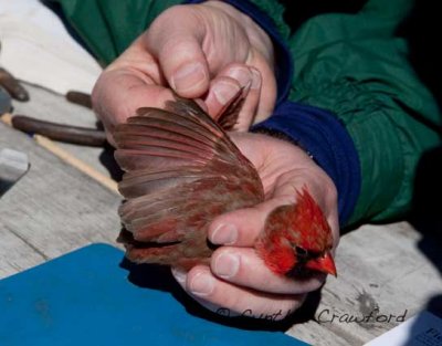 Bird Banding Event in Vermont-a story in photos