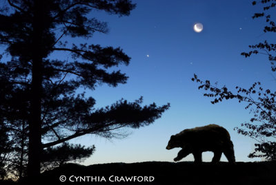 Bear in the Moonlight