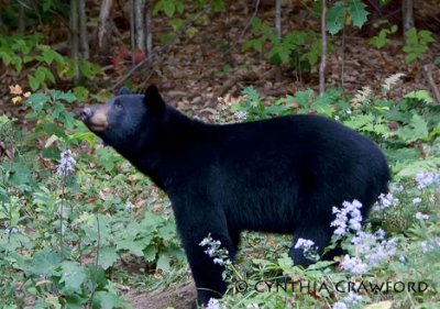 Bear in Vermont
