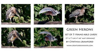 Green Heron set