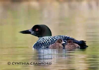 I See You- Loon and Chicks