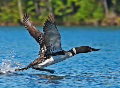 Loon Take-off