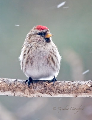 Redpoll in a Snowstorm