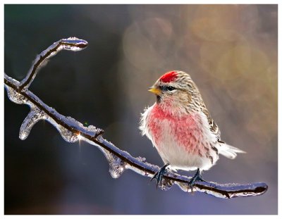 Redpoll on an Icy Branch