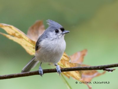 Tufted Titmouse in the Fall