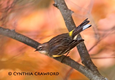 Yellow-rumped Warbler in the Fall