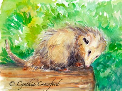 Opossum