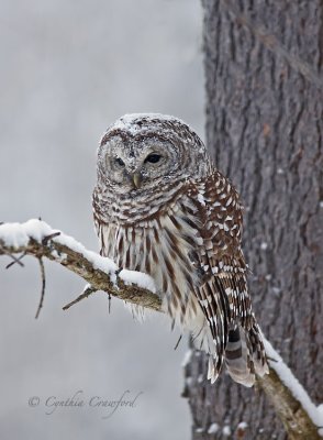 Barred Owl in a snowstorm