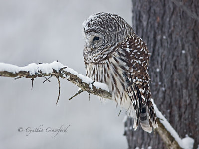 Barred Owl Looking for Prey