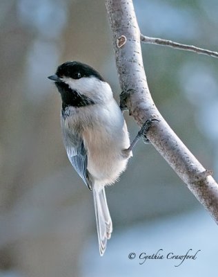 Chickadees in Vermont