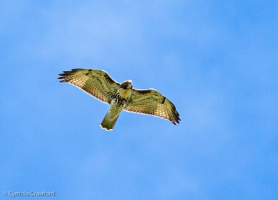 red-tailed.hawk_6509.jpgRed-tailed Hawk
