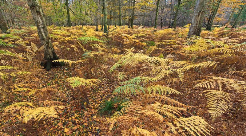 Ashridge Bracken