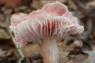 Possibly a milkcap ?