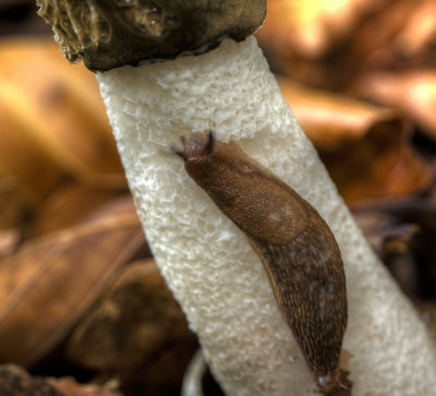 Slug on a Stinkhorn