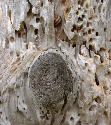 Snail on Post