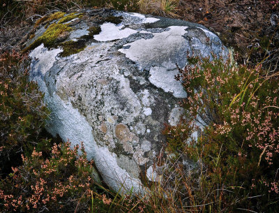 Lichens on a Rock