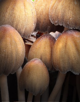 Faded Inkcaps
