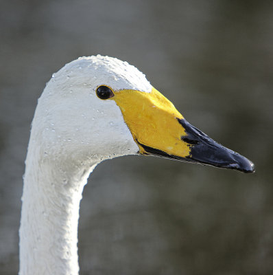 Whooper Swan