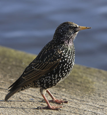 Starling in the sun