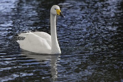 Whooper Swan