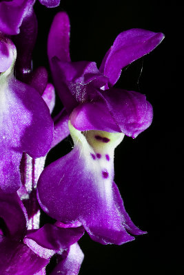 Early Purple Orchid (macro)