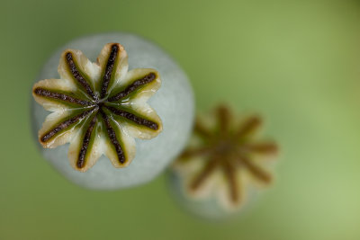 Poppy Seed Heads