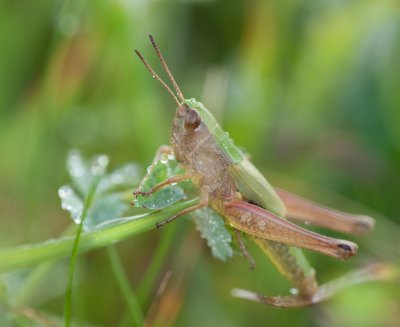 Grasshopper