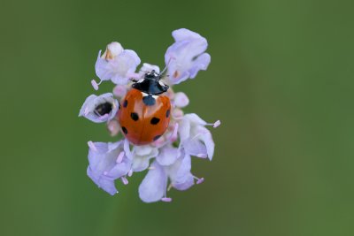 Ladybird